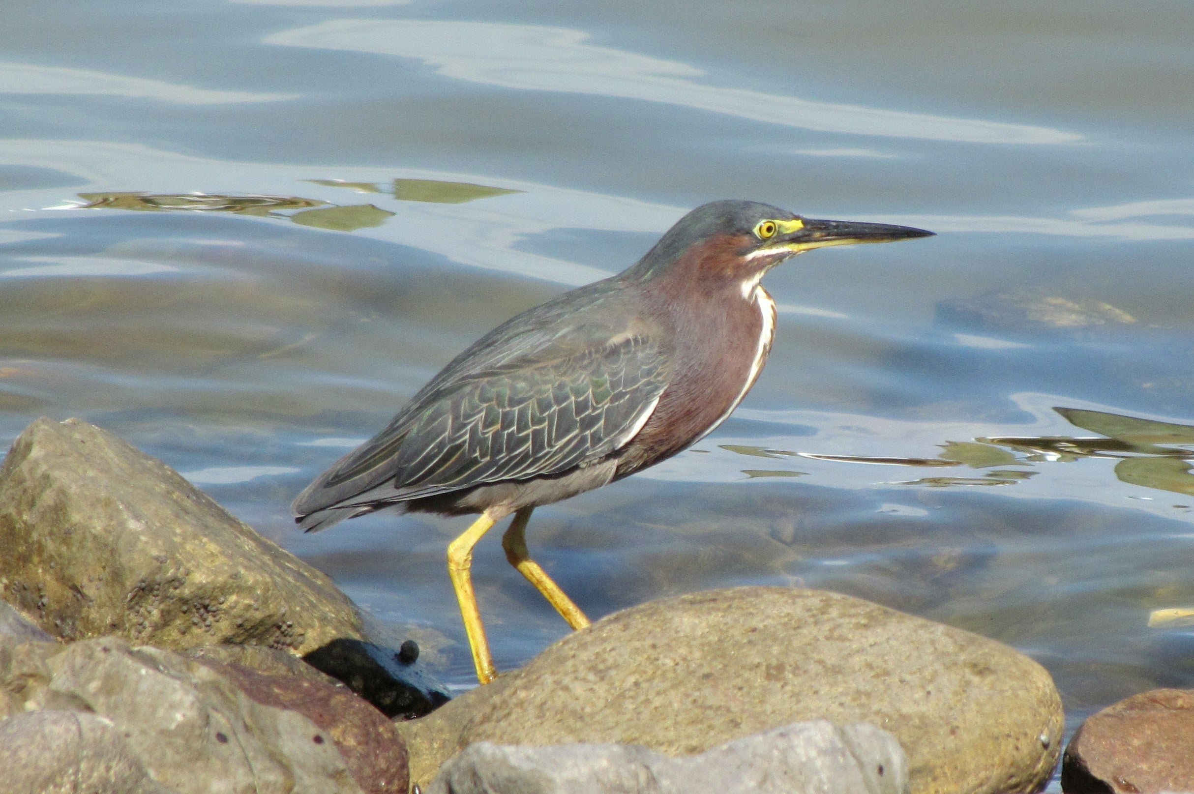 Green Heron Outdoor Alabama